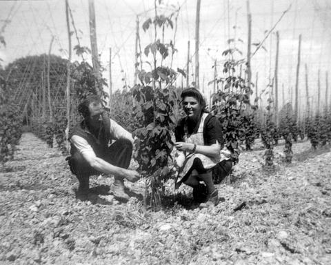 Hop Picking